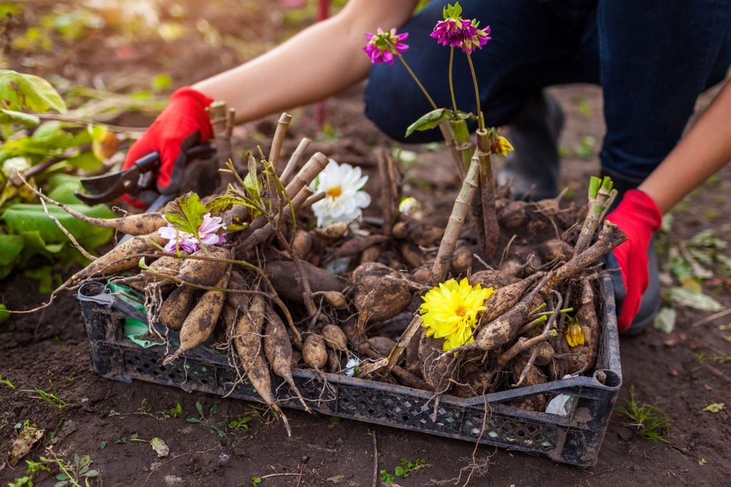 Tubérculos de dalia tras la poda, desenterrados para pasar a resguardo el invierno