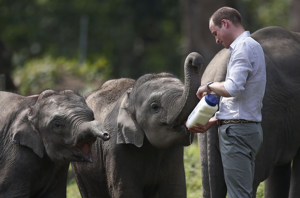 El príncipe Guillermo dando de comer a un elefante