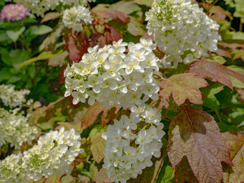 Hydrangea quercifolia u hortensia hoja de roble. 