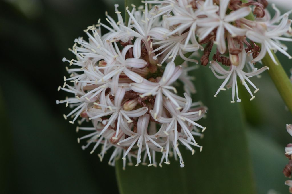 Flor del tronco de Brasil