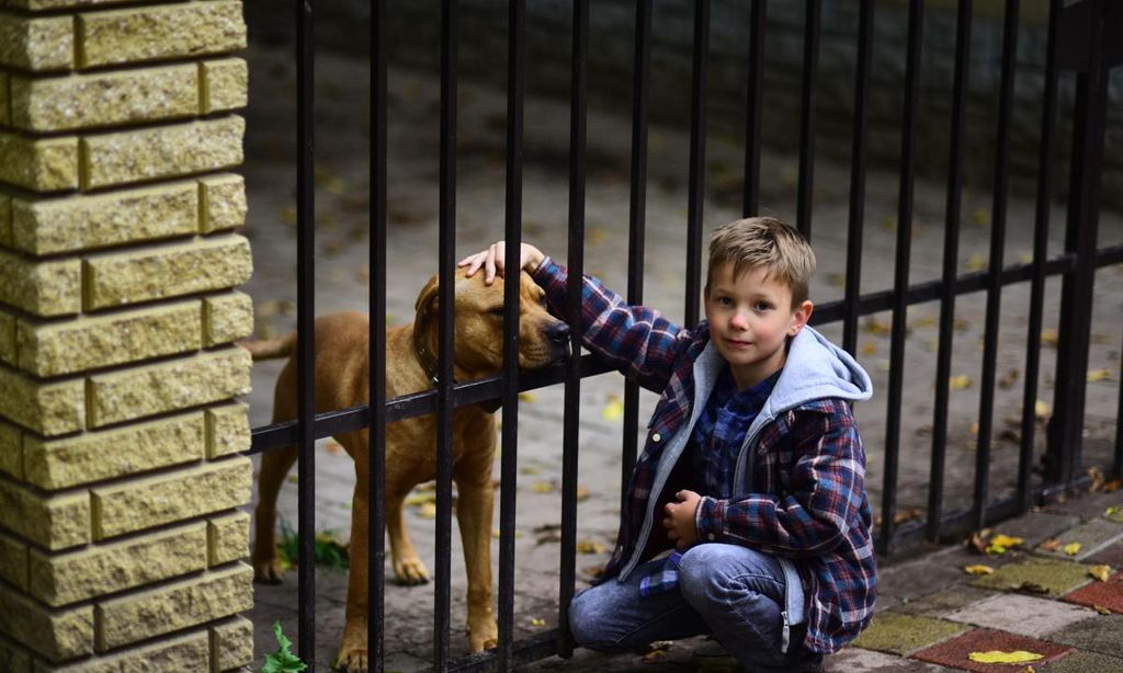 ni o acariciando a perro en una asociaci n de perros