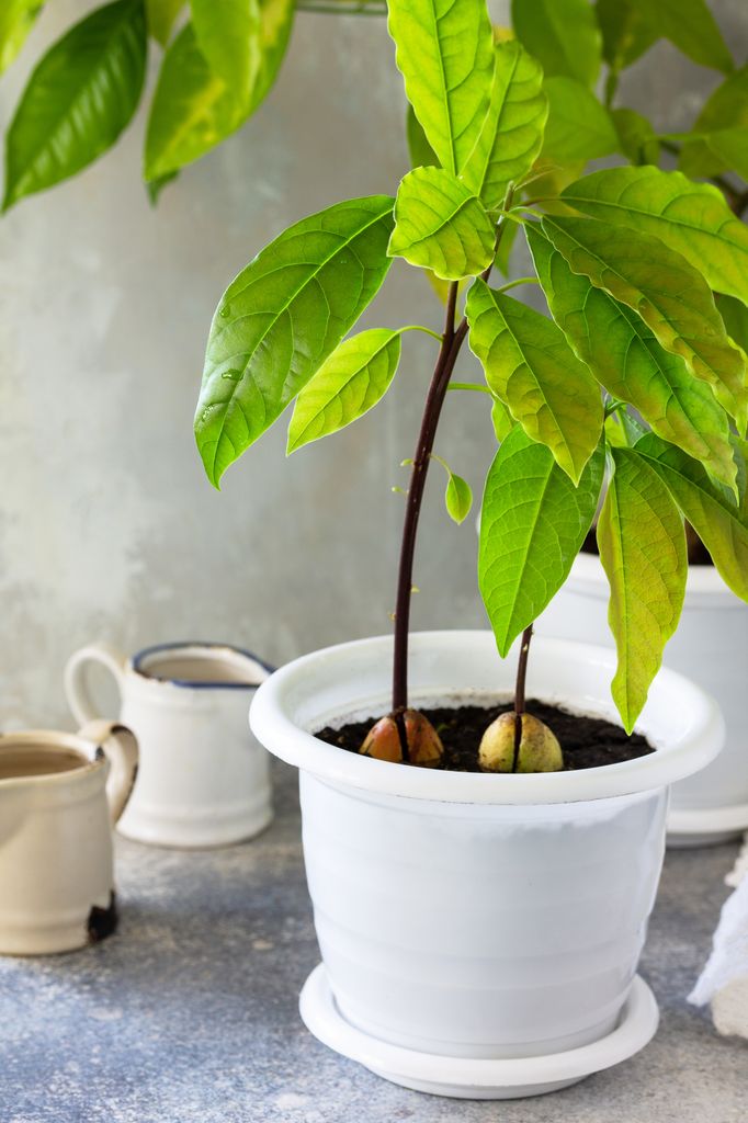 Plantas de aguacate