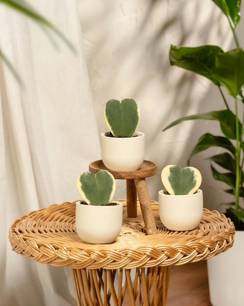 Plantas mini 