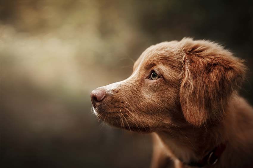 por que los cachorros son tan lindos