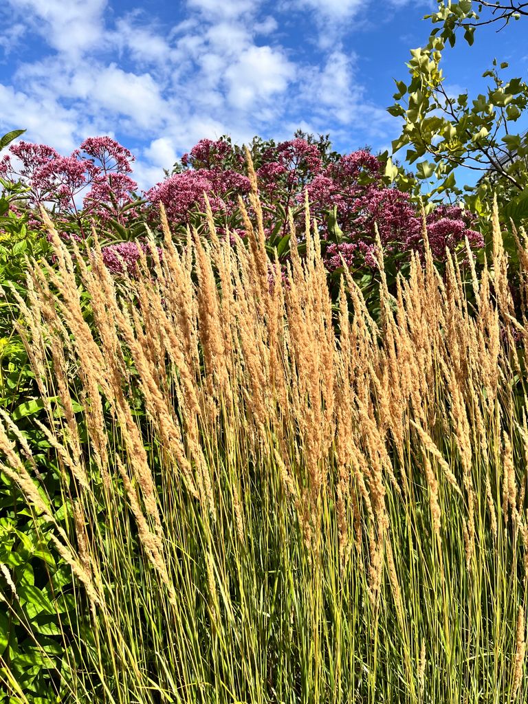 Calamagrostis