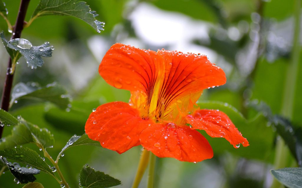 Flor de capuchina