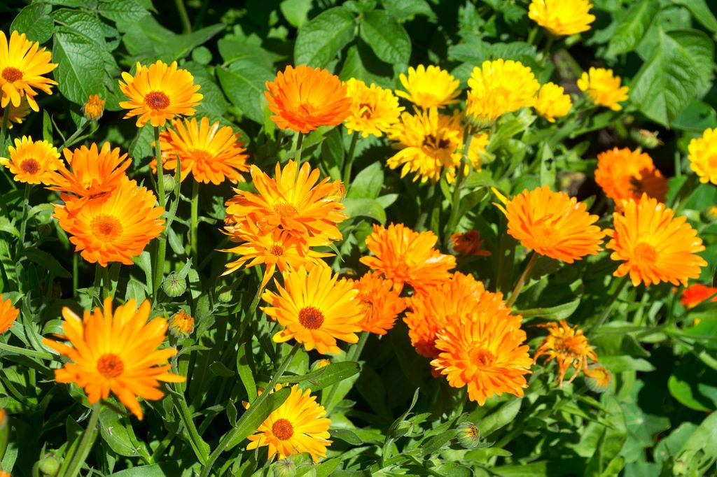 Caléndula en flor.