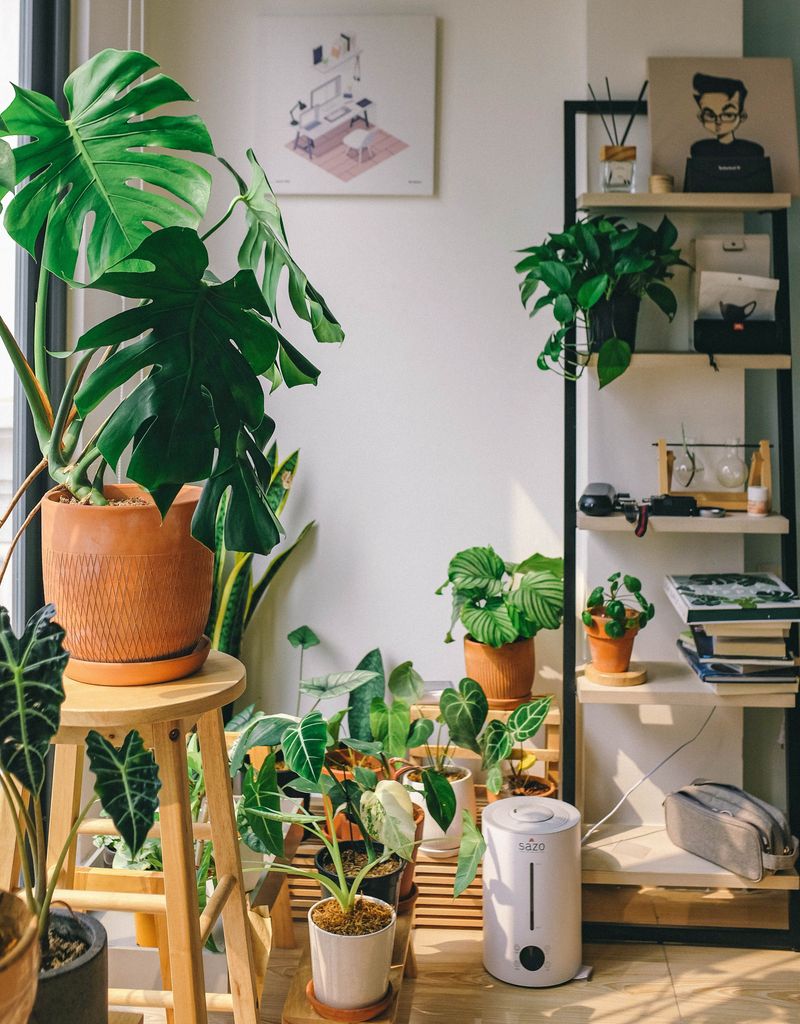 Rincón con plantas.