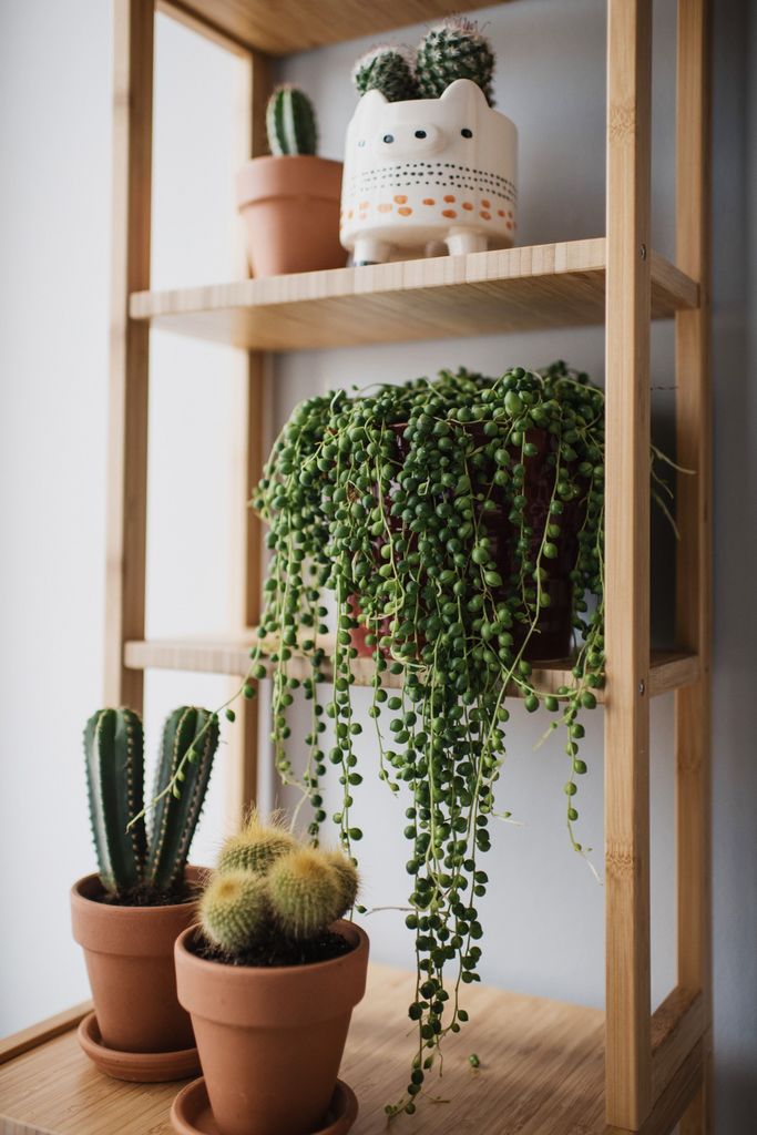 Las plantas de bajo mantenimiento, como los cactus, son una buena elección para quienes tienen una agenda apretada