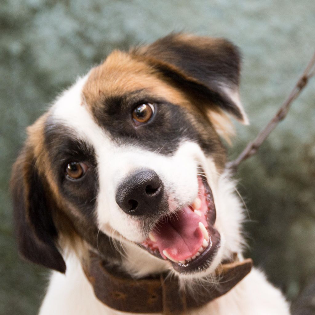 close up portrait of a cute mutt dog pet gracious animal in