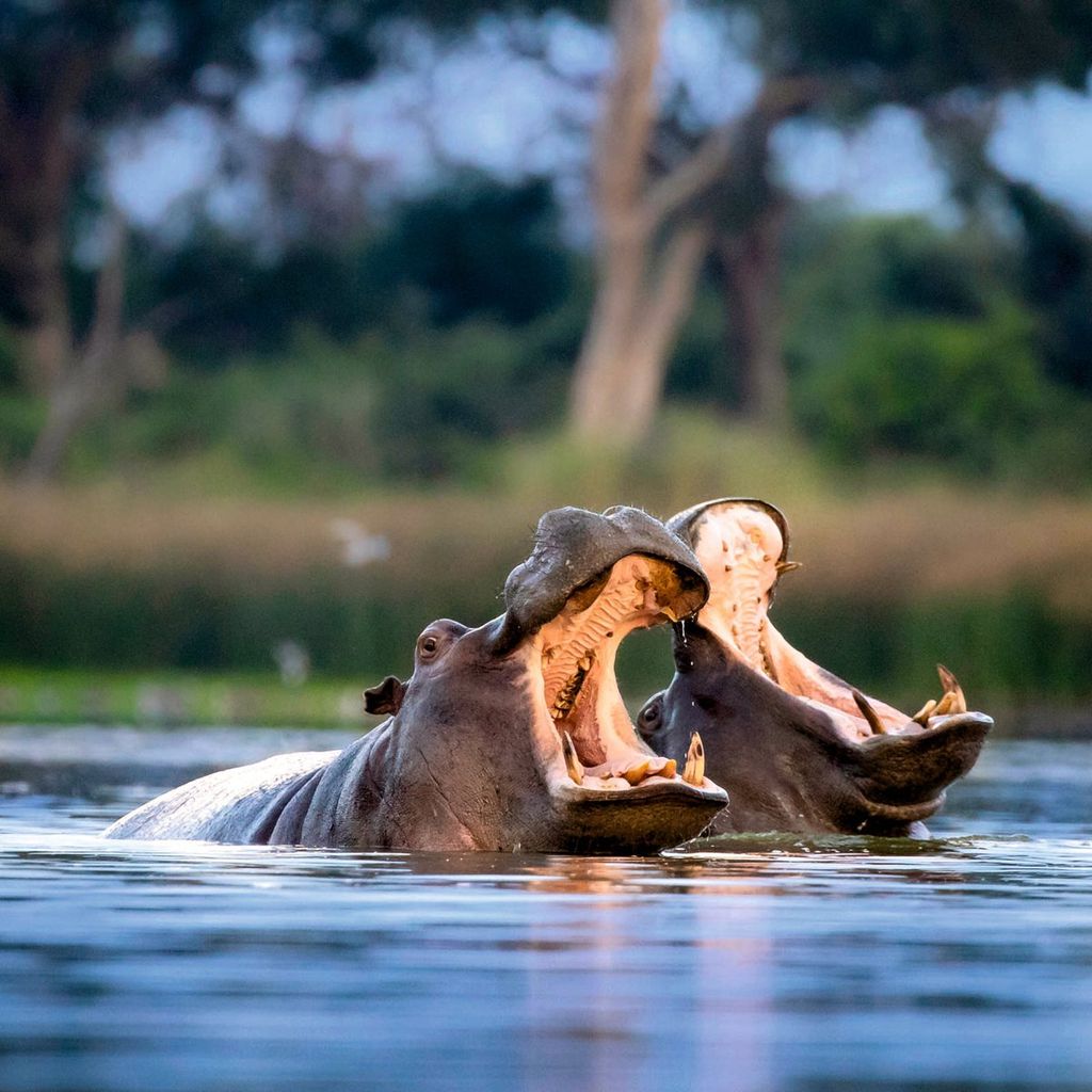 Botswana ¡HOLA! Viajes