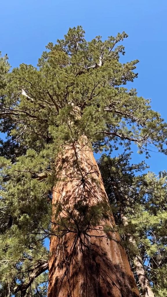 Ana Patricia Gámez en Yosemite 
