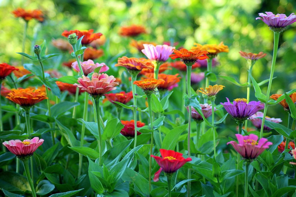 Zinnia. 