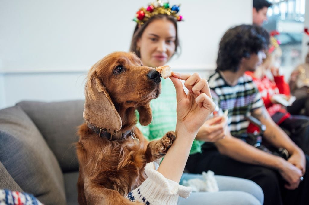 Compartir restos de la mesa con las mascotas es una de las principales causas de intoxicaciones caninas durante las fiestas