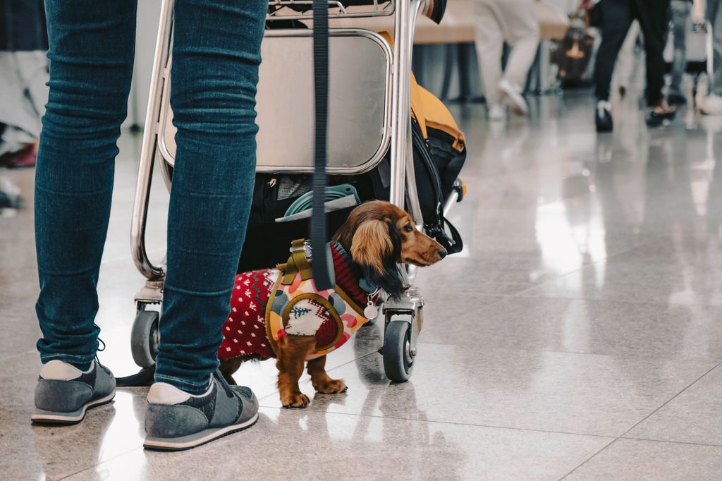Los viajes suponen un cambio de rutina para perros y gatos, por lo que planificar con antelación es clave para reducir el estrés y evitar problemas durante el trayecto