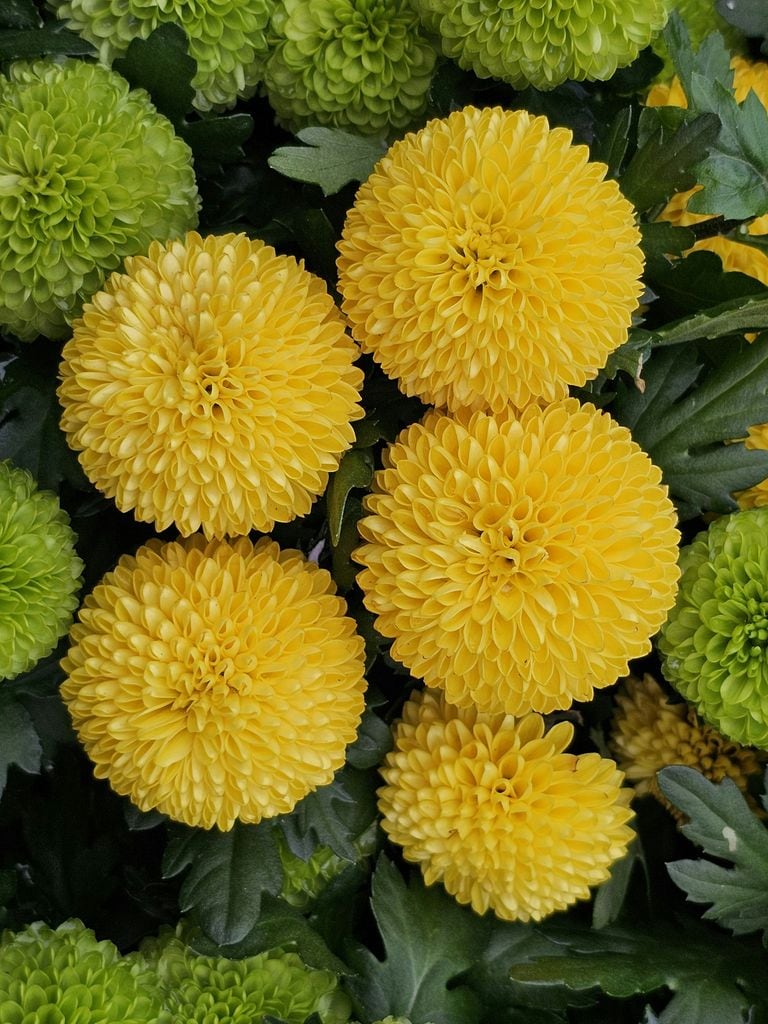 Los crisantemos florecen hasta bien entrado el otoño