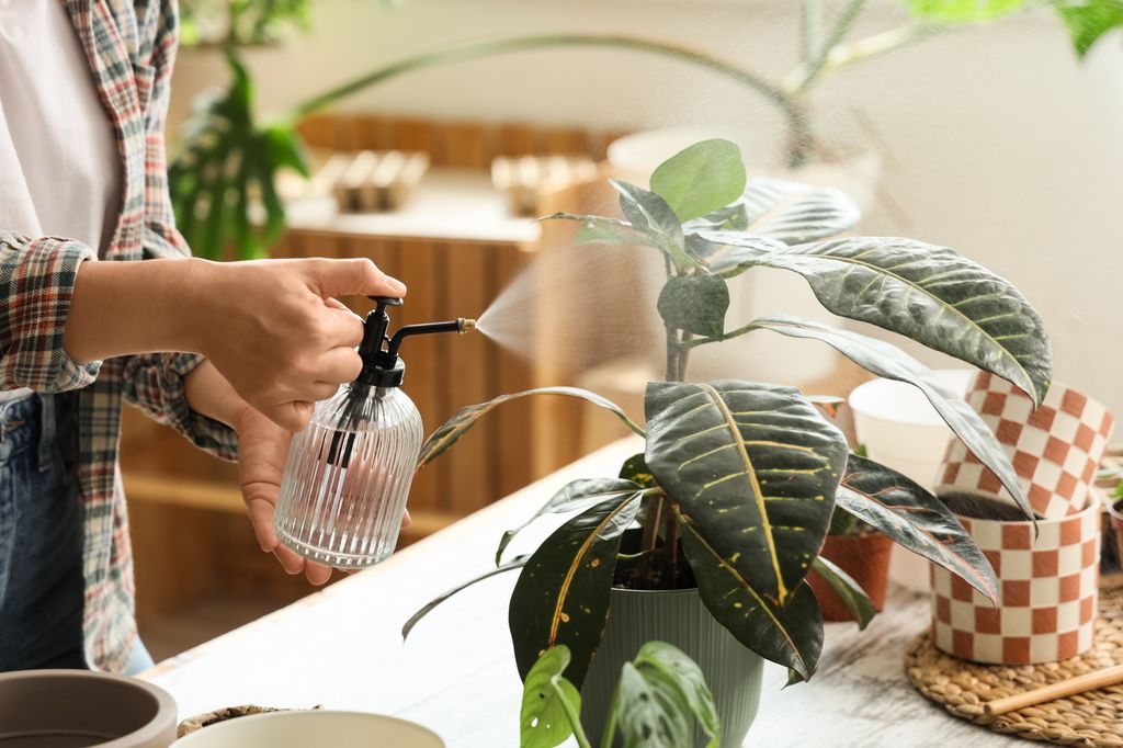 Pulverizar agua a las plantas