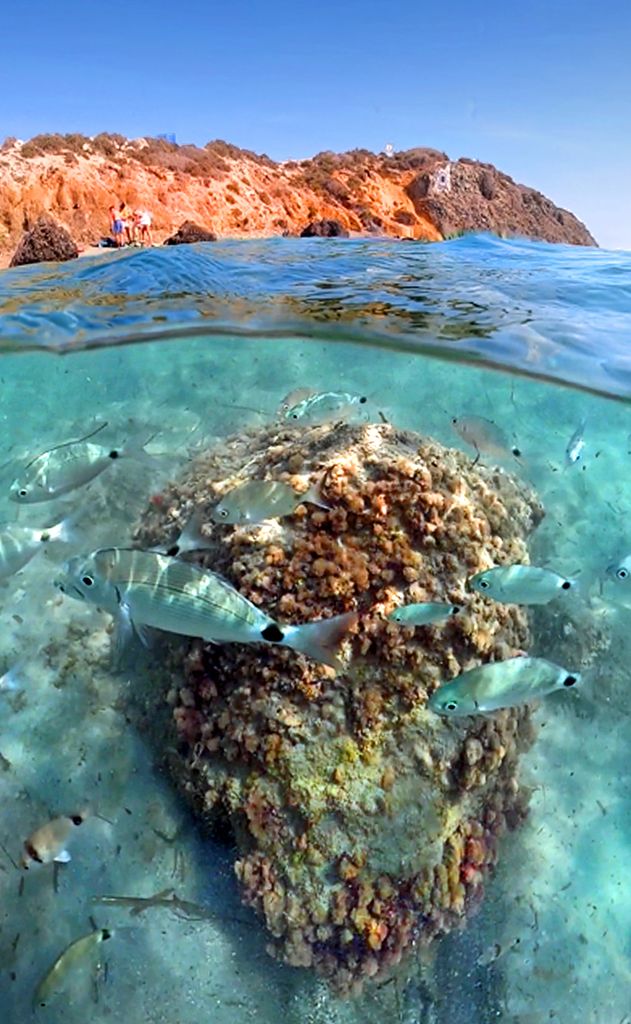 Tabarca fue declarada en 1986 la primera reserva marina de España, un reconocimiento que protege sus aguas transparentes