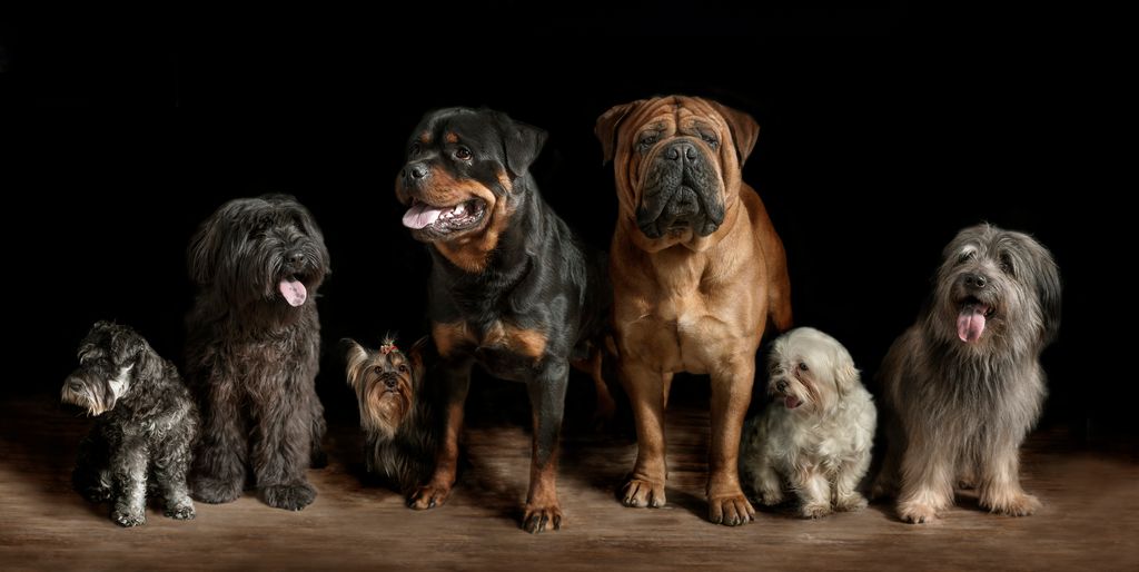 Manada de perros 