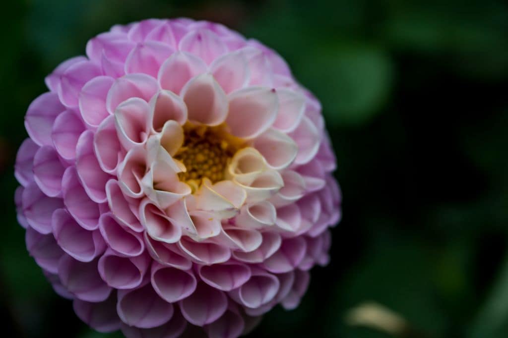 Hermosa flor de una variedad de dalia