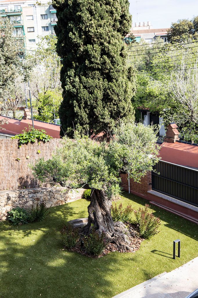 Jardín con olivo 