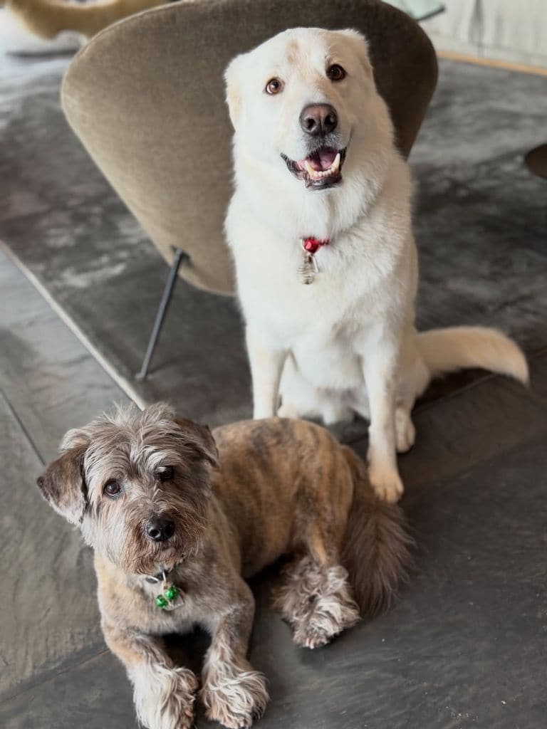 Una tierna imagen de sus mascotas