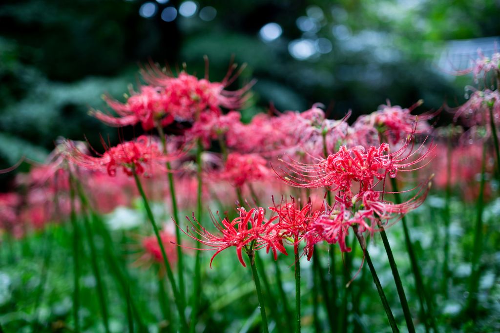 ‘Flor del infierno’ (‘Lycoris radiata’), de color rojo y cuya floración se produce a partir de finales del verano