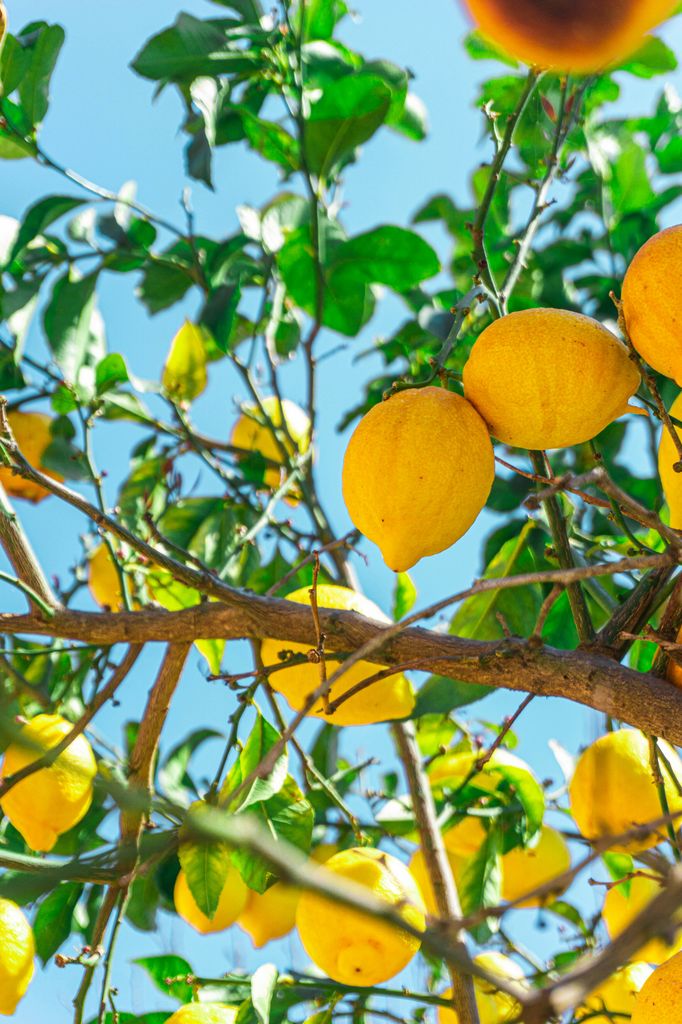 Limonero