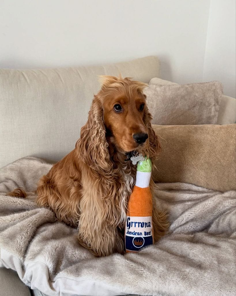 Él es Bobby, el perrito de Ale Capetillo