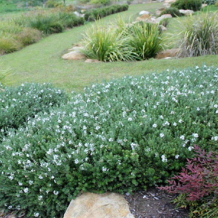 Romero marino en el jardín