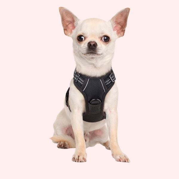 EL MEJOR ARNÉS ANTITIRONES: rabbitgoo Arnes Perro Pequeño