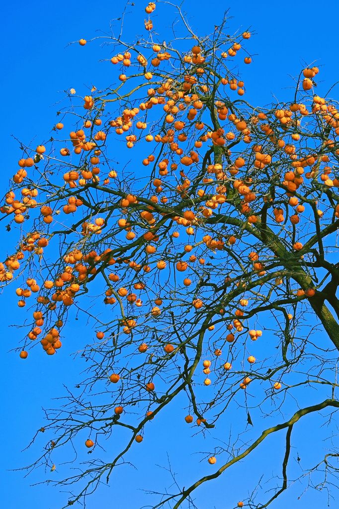 Árbol del caqui (‘Diospyros kaki’) con frutos