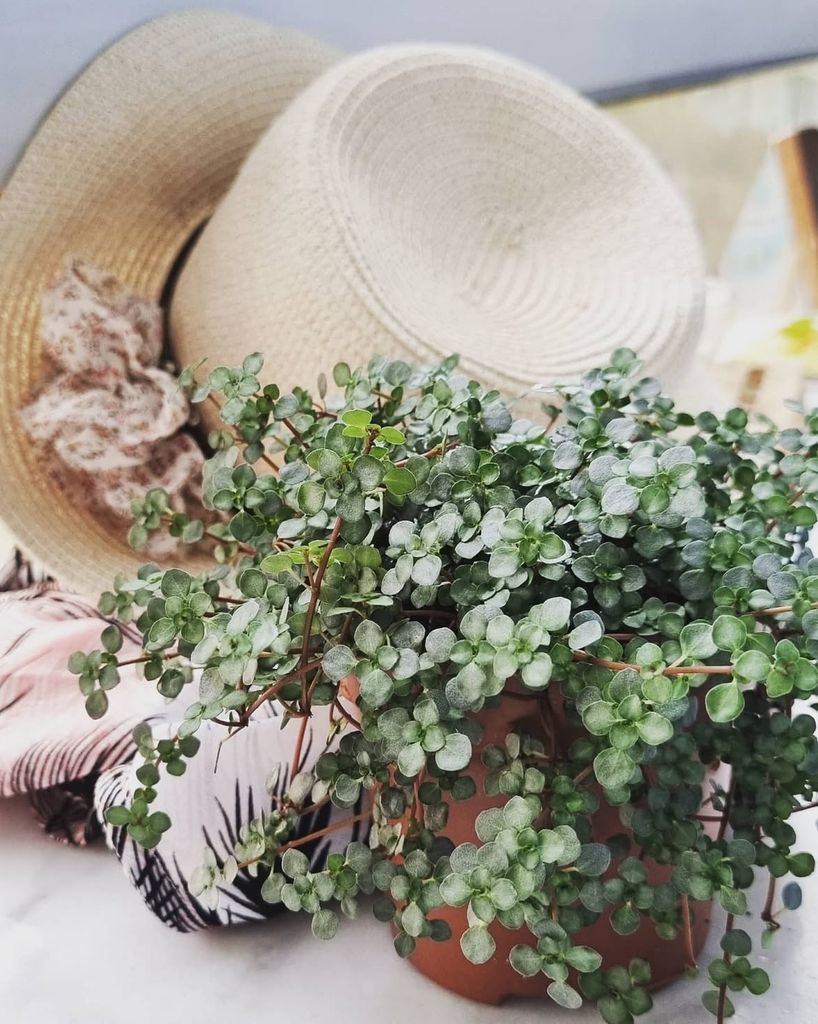 Pilea glauca