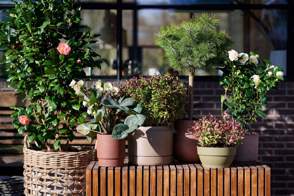 En otoño también es buen momento para incorporar plantas cultivadas en maceta, listas para trasplantar directamente al jardín