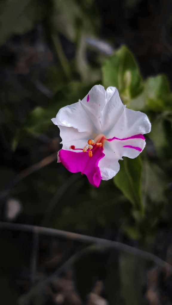 Mirabilis Jalapa o Don Diego de noche