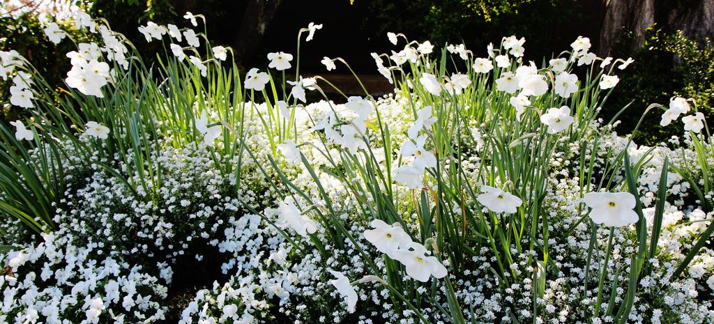 Jardín de flores blancas