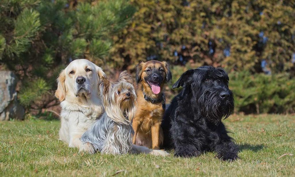 razas perros