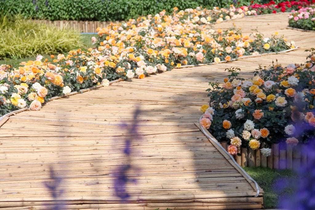 Sendero a base de madera de bambú, ya en primavera, rodeado de flores