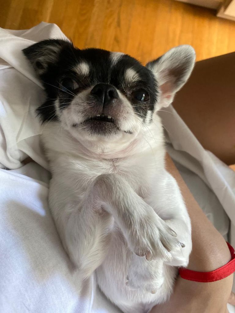 La chihuahua influencer sonriendo a a cámara