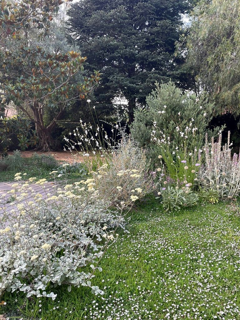 Plantas en un jardín ideado por la paisajista Marta Roca, de Espaiverd