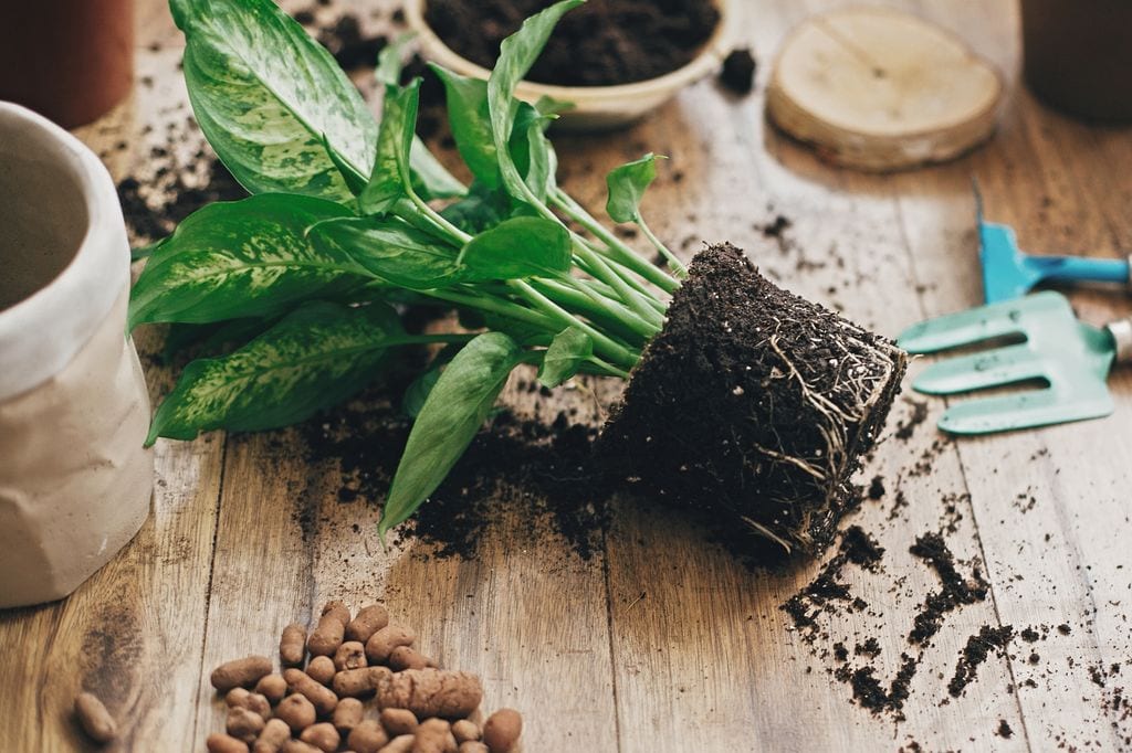 Dieffenbachia para trasplantar