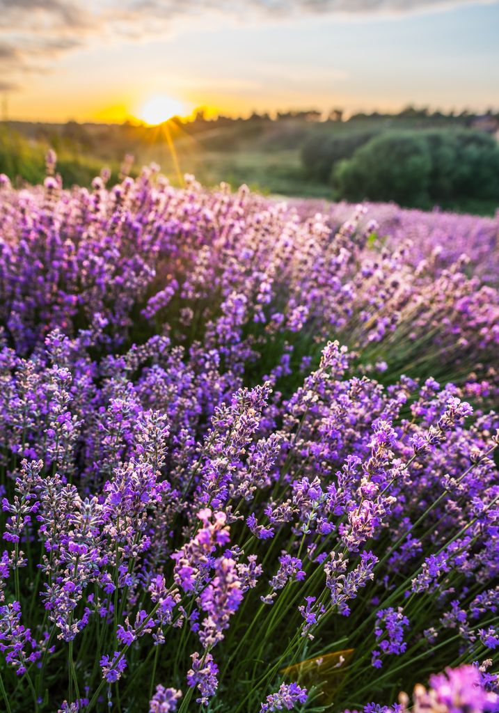 Lavanda