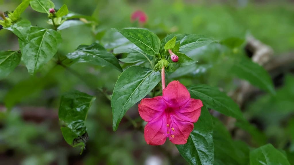 Mirabilis Jalapa o Don Diego de noche