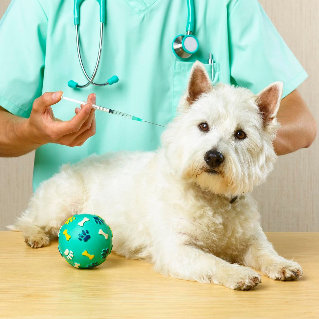 Lo que debes saber antes de adoptar una mascota