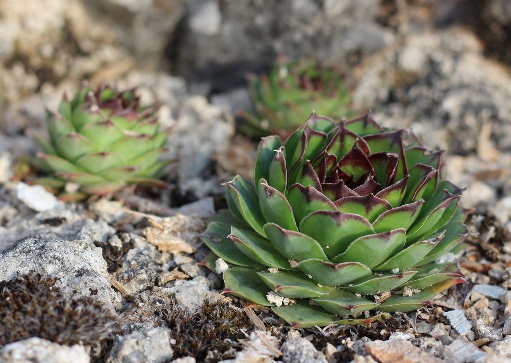 Siempreviva (‘Sempervivum’), una suculenta con forma de alcachofa muy rústica