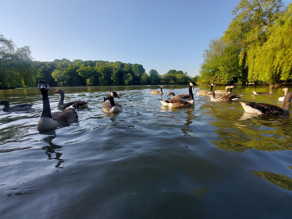Patos en Hyde Park