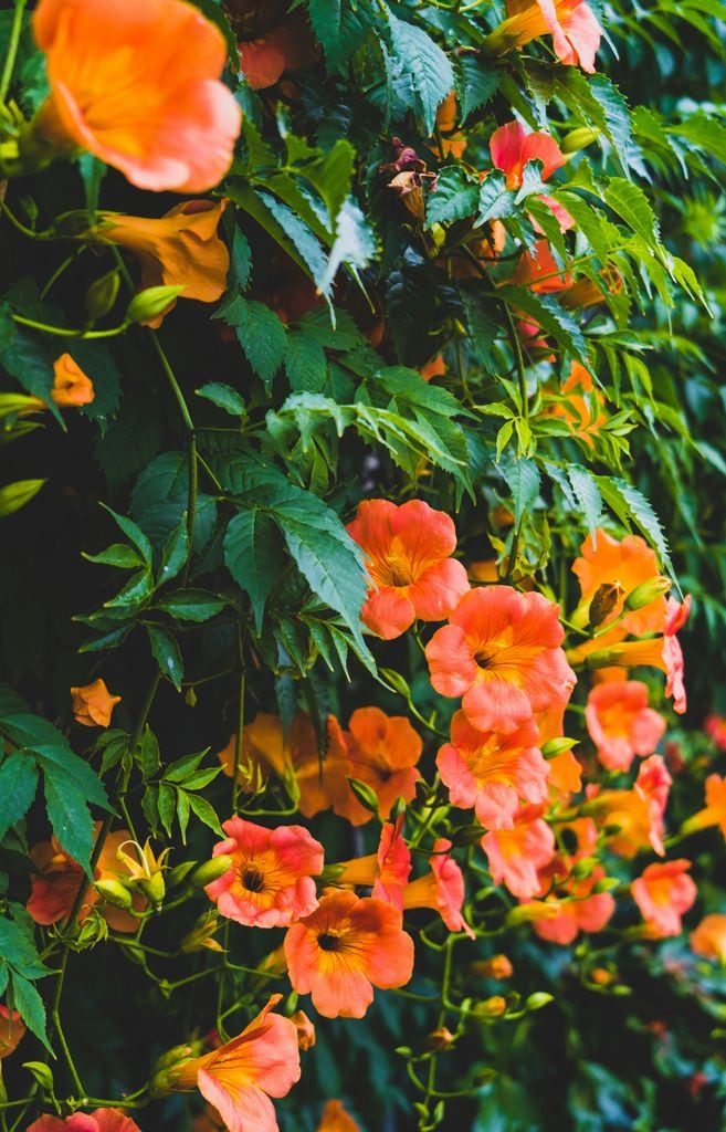 Trompeta de fuego o Campsis radicans