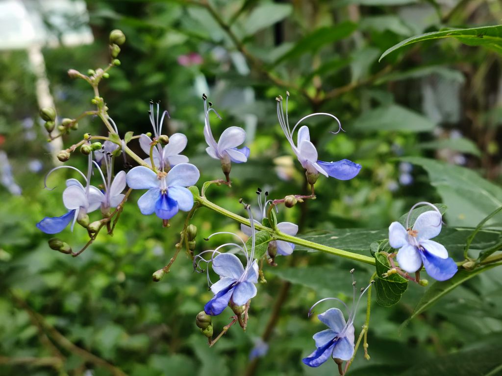 Hermosas flores del arbusto de mariposas azules (‘Rotheca myricoides’)