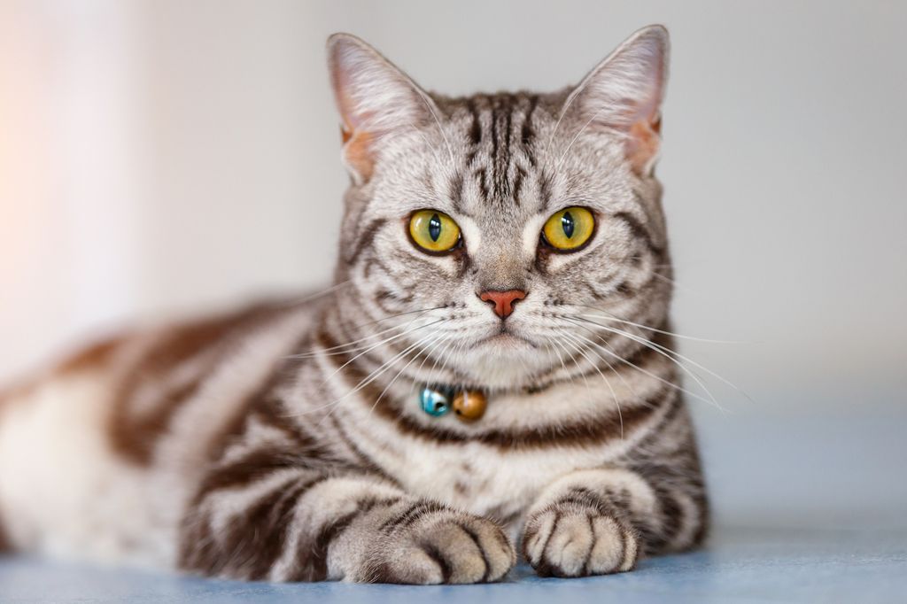 El American Shorthair destaca por su carácter equilibrado, independiente pero cercano
