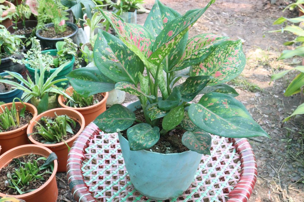 Aglaonema